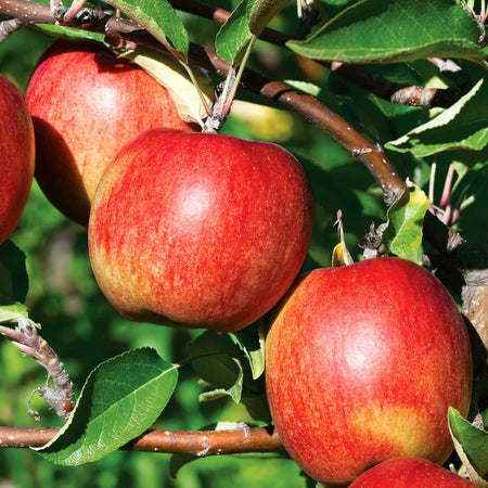 Apple Duo 'Braeburn' & 'Bramley'