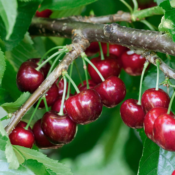 Cherry 'Van'