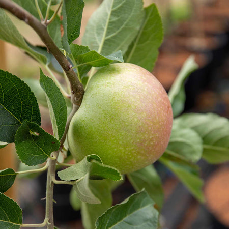 Apple 'Discovery'