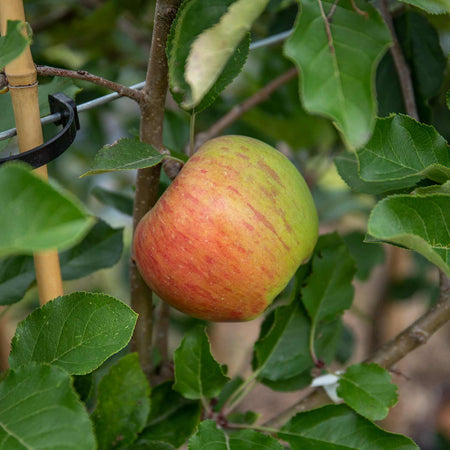 Apple 'Pixie'