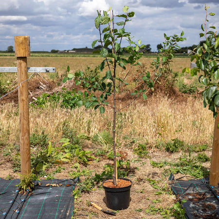 Plum 'Shropshire Prune Damson'