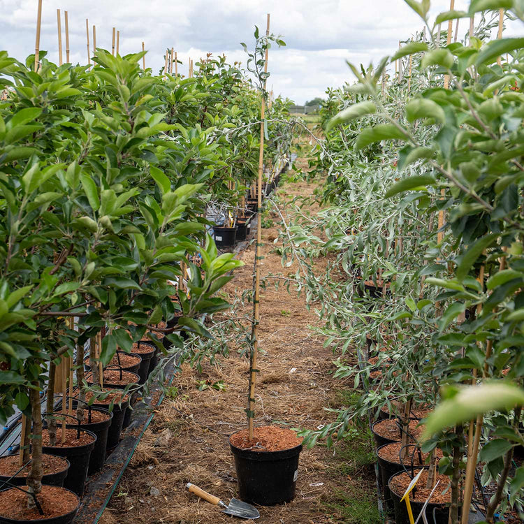Weeping Pear 'Pendula'
