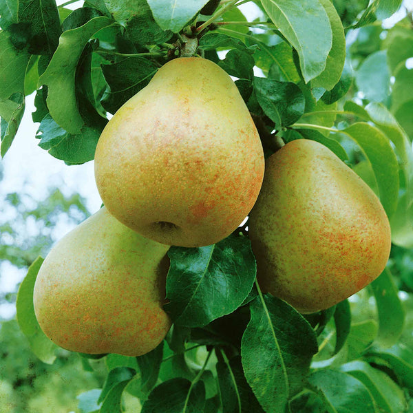 Pear 'Beurre Hardy'