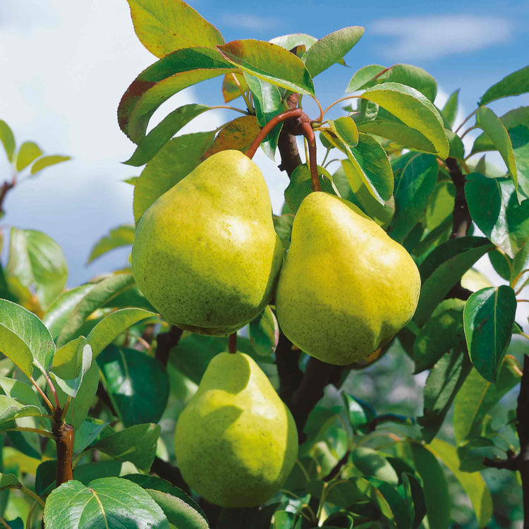 Pear 'Williams Bon Chretien'