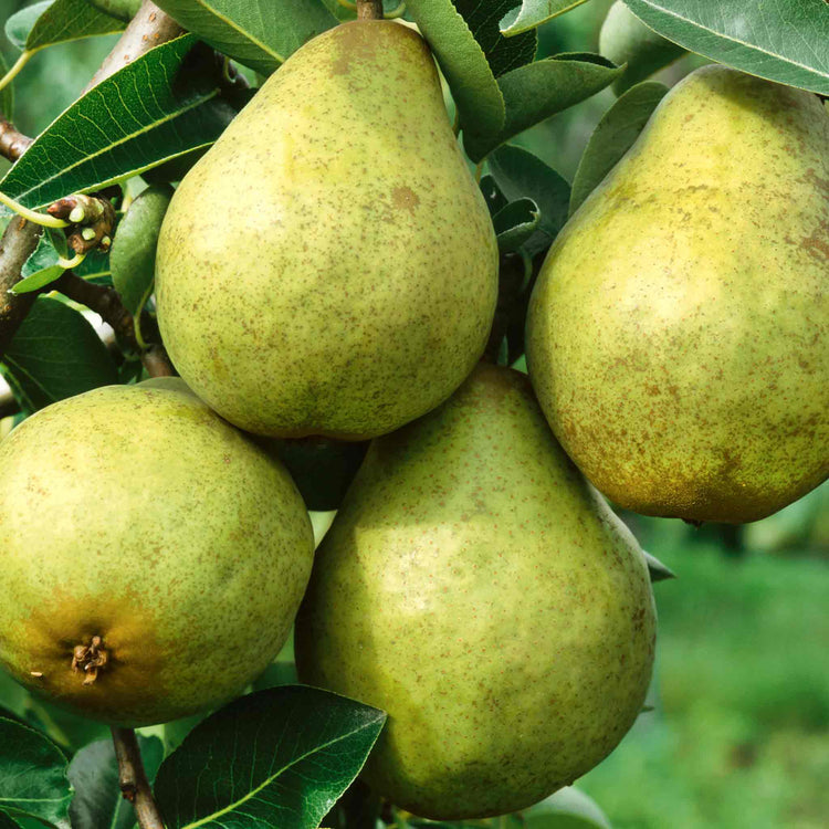 Pear 'Williams Bon Chretien'