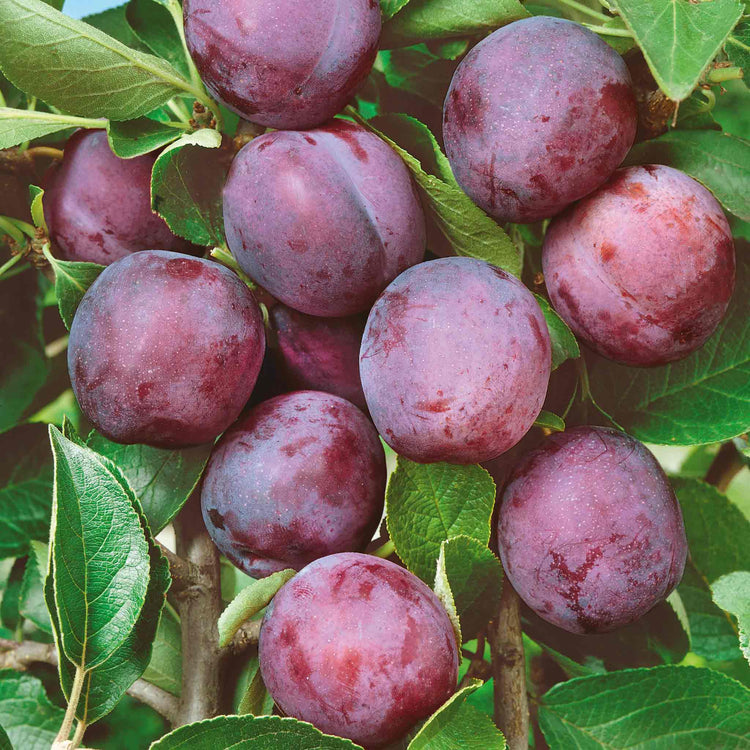 Plum 'Marjories Seedling'