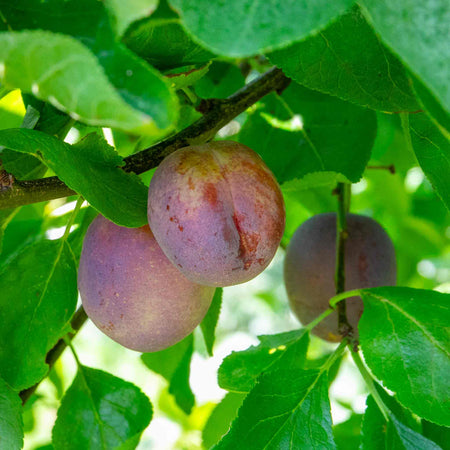 Plum 'Marjories Seedling'