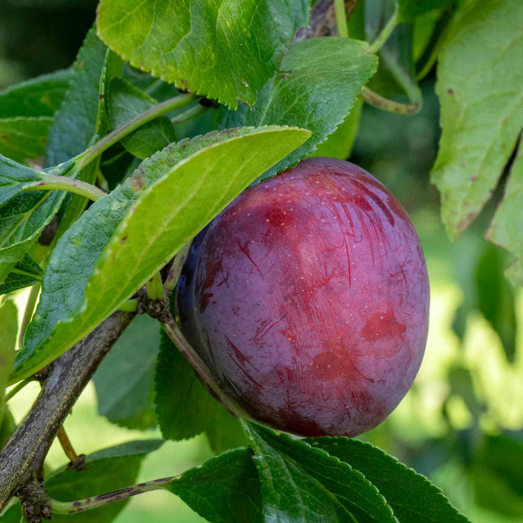 Plum 'Marjories Seedling'