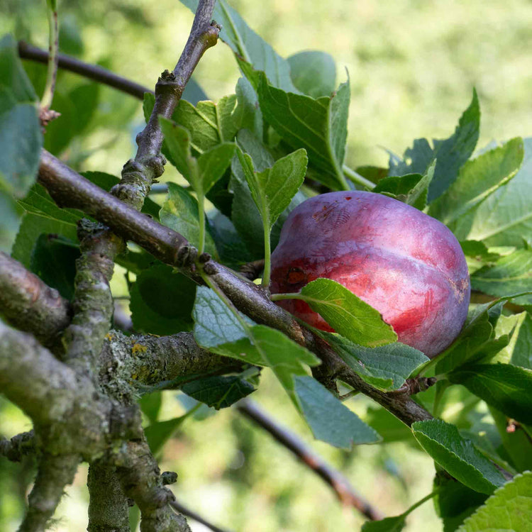Plum 'Marjories Seedling'