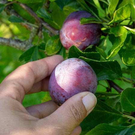 Plum 'Marjories Seedling'