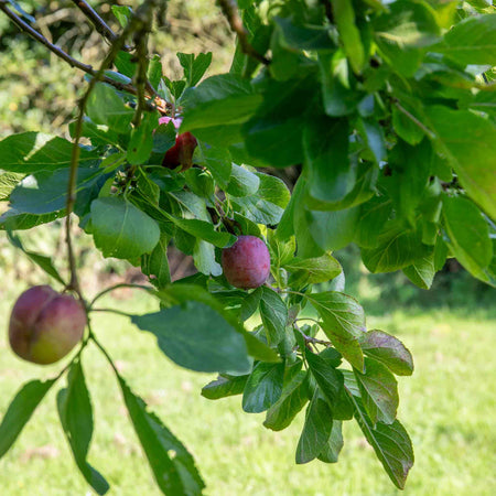 Plum 'Marjories Seedling'