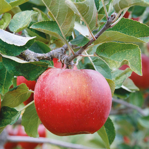 Apple 'Blenheim Orange'