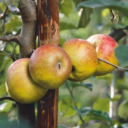 Apple 'Blenheim Orange'