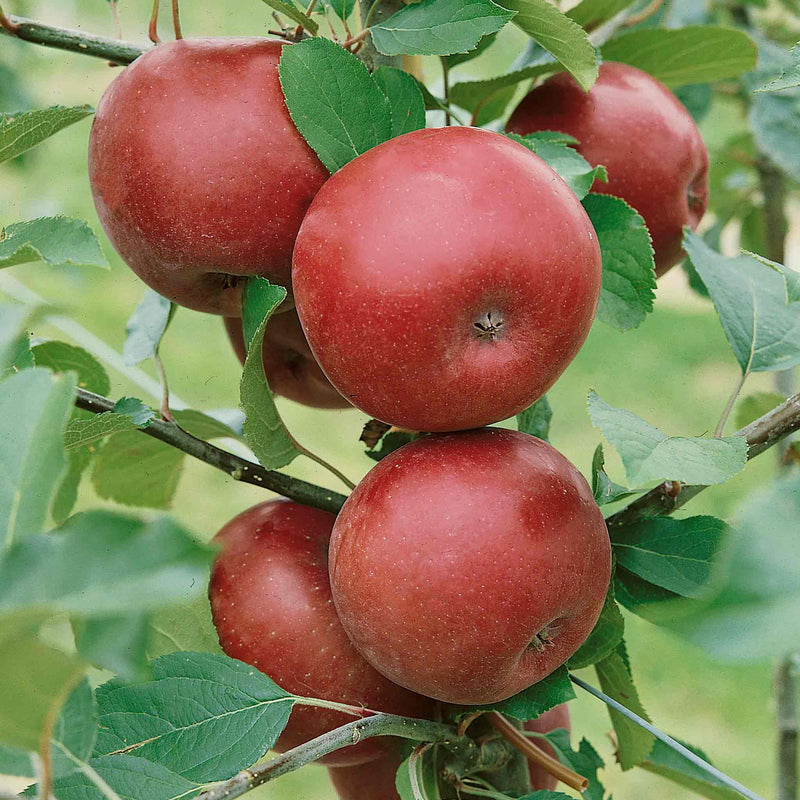Apple 'Spartan'