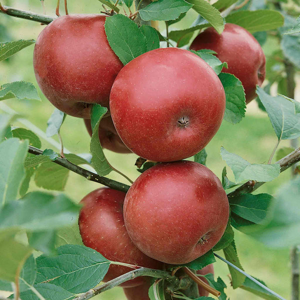 Apple 'Spartan'