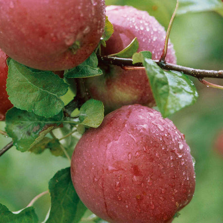 Apple 'Spartan'