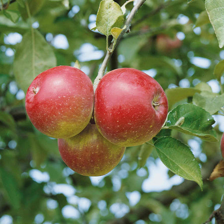 Apple 'Spartan'