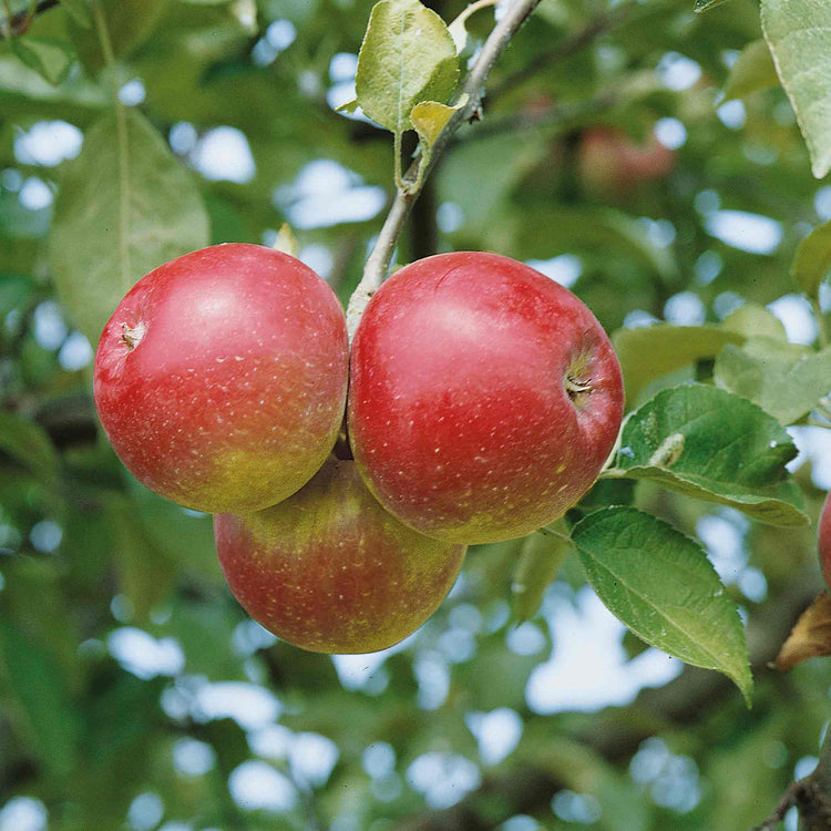 Apple 'Spartan'