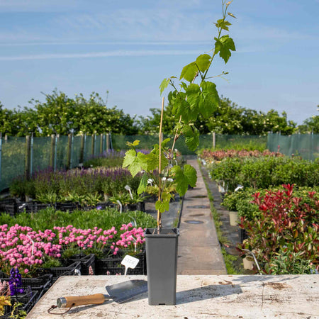 Grape Vine 'Boskoop Glory'