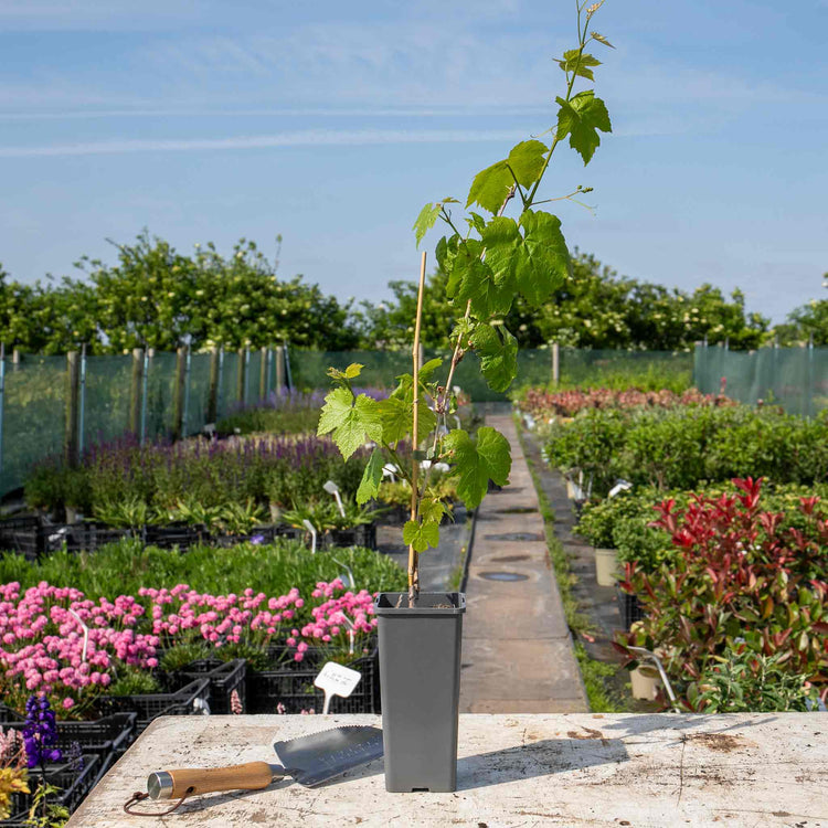 Grape Vine 'Boskoop Glory'