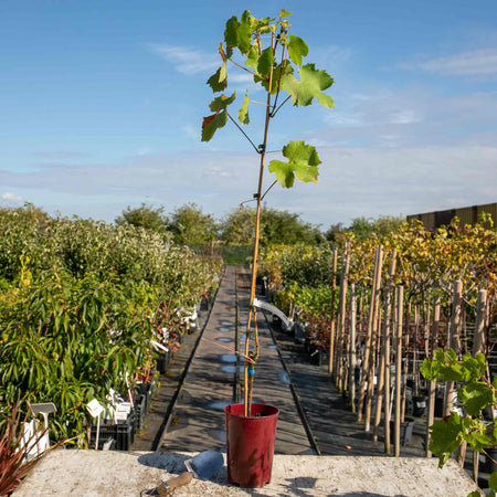 Grape Vine 'Regent'