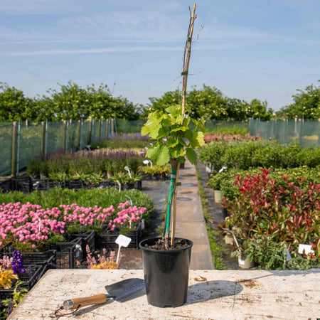 Grape Vine 'Phoenix'