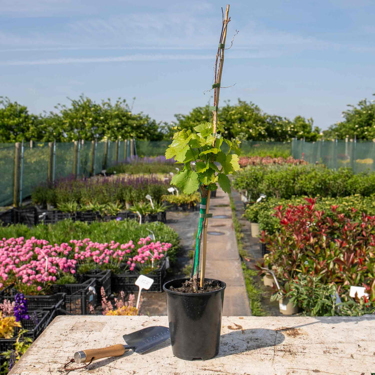 Grape Vine 'Phoenix'