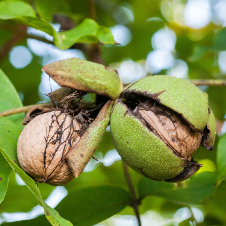 Walnut 'Common Walnut'