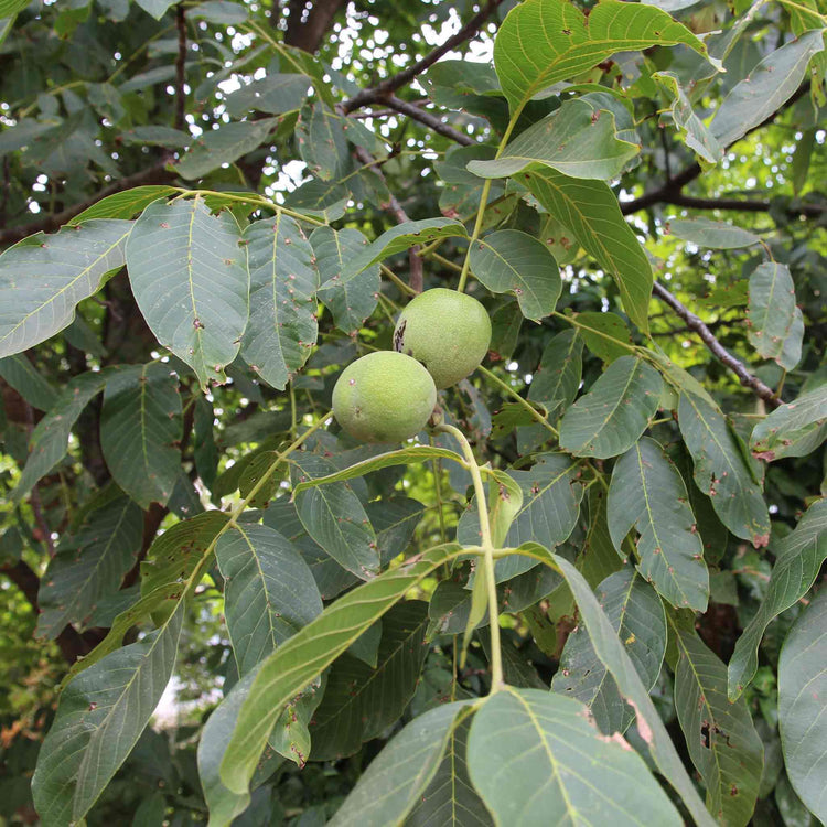 Walnut 'Common Walnut'