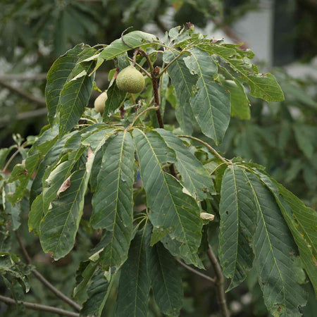 Walnut 'Common Walnut'