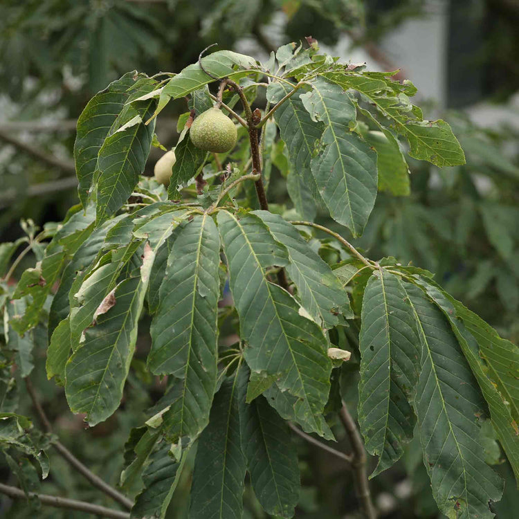 Walnut 'Common Walnut'