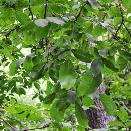 Walnut 'Common Walnut'