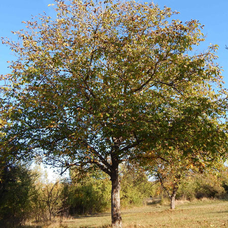 Walnut 'Common Walnut'