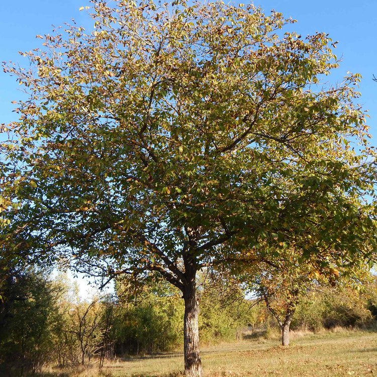 Walnut 'Common Walnut'