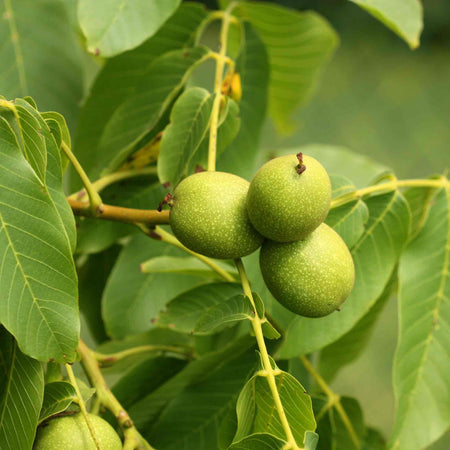 Walnut 'Common Walnut'