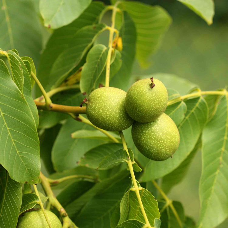 Walnut 'Common Walnut'