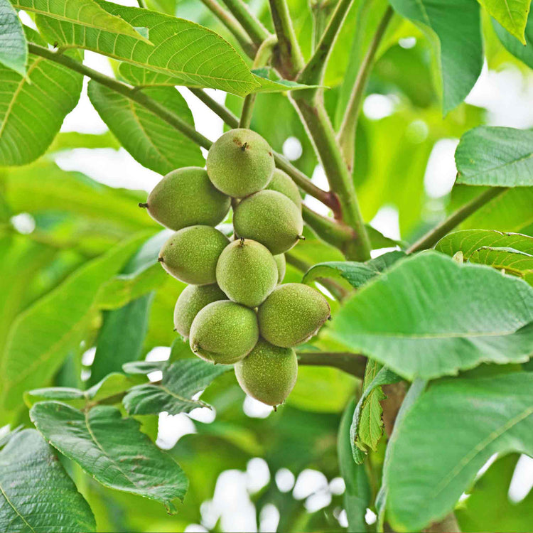 Walnut 'Common Walnut'
