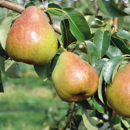 Pear 'Doyenne du Comice'