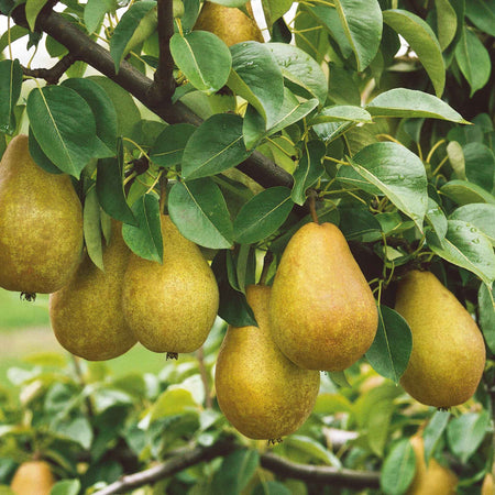 Pear 'Doyenne du Comice'