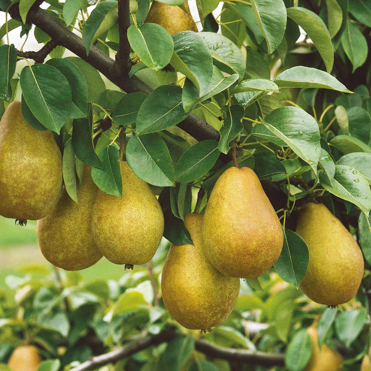 Pear 'Doyenne du Comice'