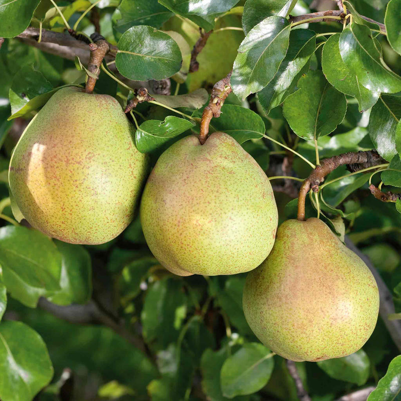 Pear 'Doyenne du Comice'