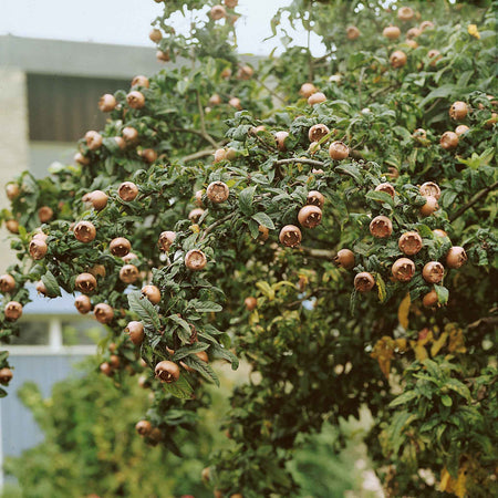 Medlar 'Royal'