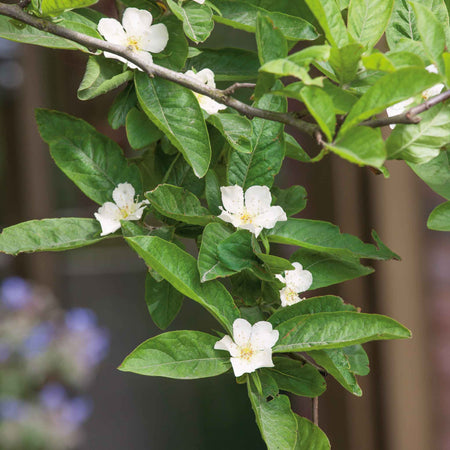 Medlar 'Royal'