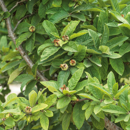 Medlar 'Royal'
