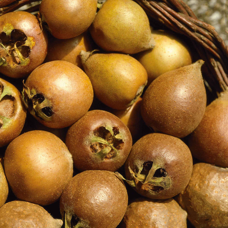Medlar 'Royal'