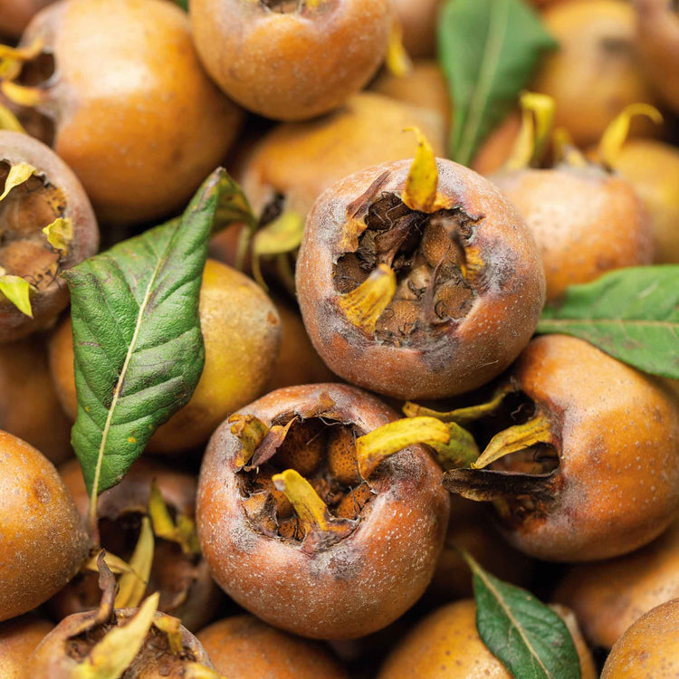 Medlar 'Royal'