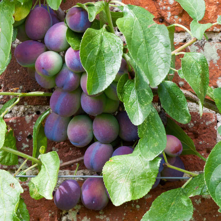 Plum 'Czar'