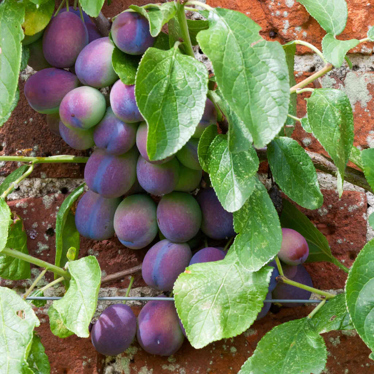 Plum 'Czar'