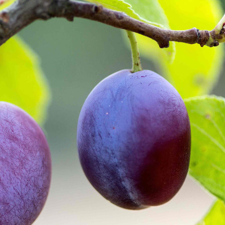 Plum 'Czar'