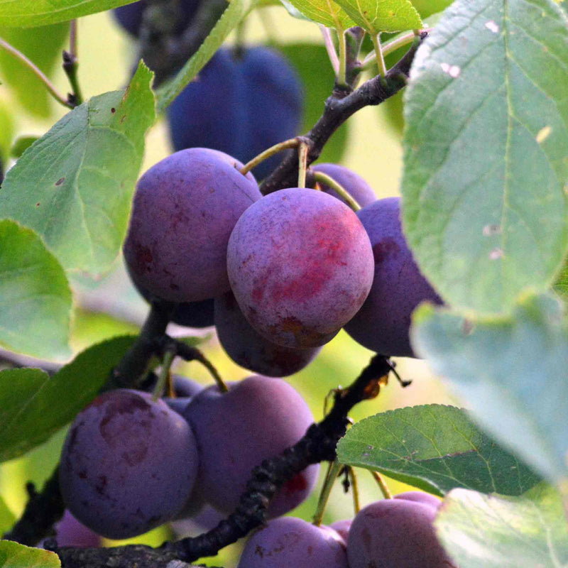 Plum 'Czar'